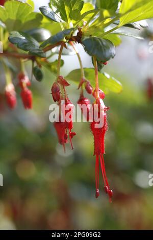 Fuchsienblühende Stachelbeere aus nächster Nähe in Garten, Powys, Wales, Großbritannien Stockfoto