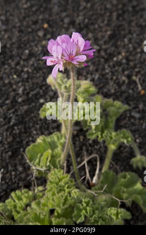 Rosenatar mit Rosenduft (Pelargonium capitatum) führte Arten ein, die blühen, auf Lava wachsen, Lanzarote, Kanarische Inseln Stockfoto