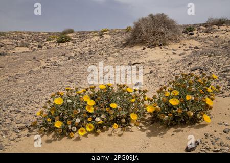 Kanarienfloh (Pulicaria canariensis) blüht, wächst in Wüstenlebensraum, in der Nähe von Punta del Papagayo, Lanzarote, Kanarische Inseln Stockfoto