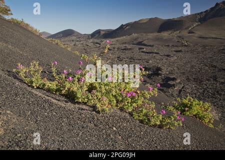 Rosenatar mit Rosenduft (Pelargonium capitatum) führte Arten ein, die blühen und in vulkanischem Lebensraum auf Lava wachsen, Lanzarote, Kanarische Inseln Stockfoto