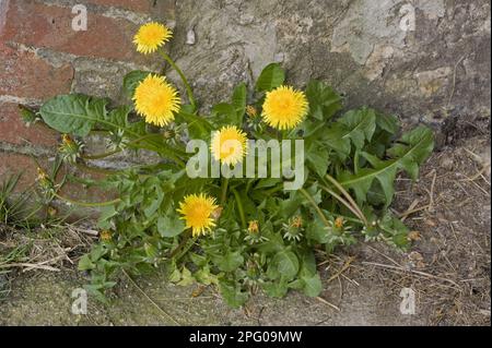 Löwenzahn (Taraxacum) officinale, Blütenpflanze an der Basis einer Ziegel-Steinwand Stockfoto