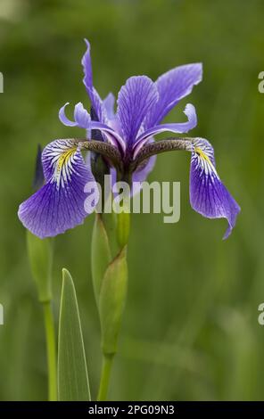 Variegierte Iris (Iris versicolor), schillernde Iris, variegierte Iris, Irisfamilie, Blütenansicht der Blauen Flagge, die im Sumpfgebiet wächst Stockfoto