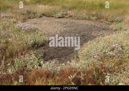 Sea Iris (Atriplex portulacoides) und Gemeine Seespendel (Limonium vulgare), neben dem Salzwasserpool, Mudeford, Dorset, England, Vereinigtes Königreich Stockfoto