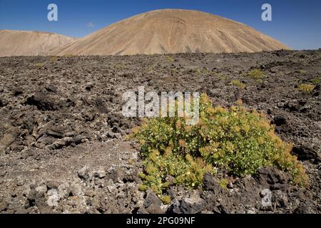 Kanariensorrel (Rumex lunaria), der in jüngerer Zeit im vulkanischen Habitat aus Lava wächst, Timanfaya N. P. Lanzarote, Kanarische Inseln Stockfoto