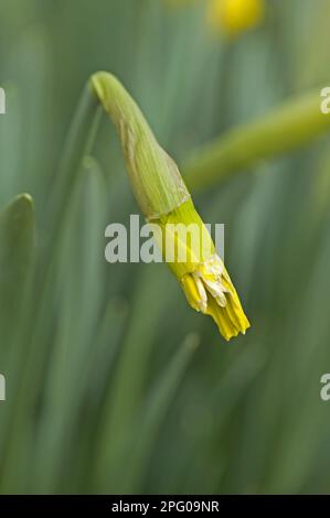 Narzisse, Narzissen, Narzissen, Lilienfamilie, Kaninchenschaden an einer ungeöffneten Blume einer Narzissen Stockfoto