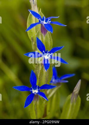 Schlauch Enzian (Gentiana utriculosa), Familie Gentian, Blase Gentian Nahaufnahme von Rumänien Stockfoto