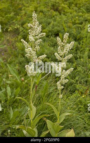 White False Helleborine (Veratrum Album) blüht, wächst auf Hochweiden, Auvergne, Frankreich Stockfoto