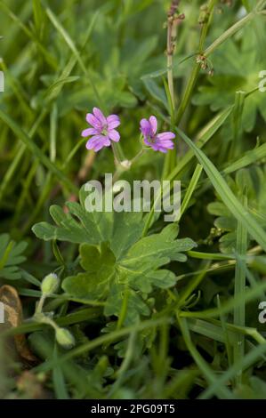 Taubenfuß-Cranesbill (Geranium molle), rosa Blumen und Blätter Stockfoto