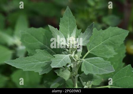 Fetthuhn, Chenopodium Album, Unkrautpflanze um die Blume mit Laubblasen und wasserabweisenden Blättern, Berkshire, England, Vereinigtes Königreich Stockfoto