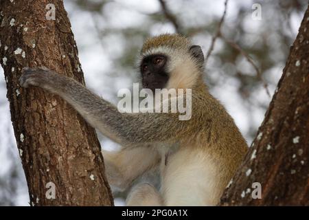 Südlicher Verwefelaffe (Chlorocebus pygerythrus), Lake Manyara National Park, Tansania Stockfoto