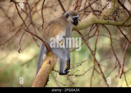 Südlicher Verwefelaffe (Chlorocebus pygerythrus), Lake Manyara National Park, Tansania Stockfoto