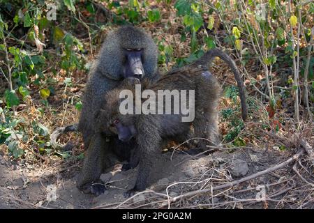 Paviane, anubis-Paviane (Papio anubis), Seen-Manyara-Nationalpark, Tansania Stockfoto