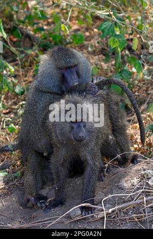 Paviane, anubis-Paviane (Papio anubis), Seen-Manyara-Nationalpark, Tansania Stockfoto