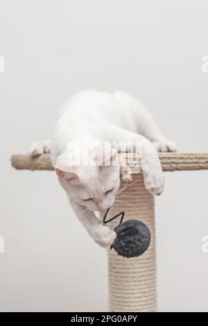 Die weiße Katze konzentriert sich auf sein schwarzes Plüschball-Spiel Stockfoto