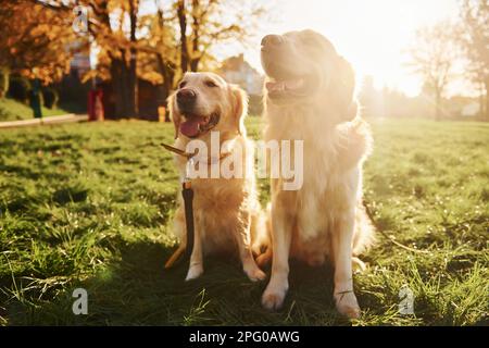Wunderschöner Sonnenschein. Zwei wunderschöne Golden Retriever-Hunde machen gemeinsam einen Spaziergang im Park Stockfoto