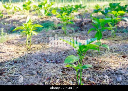 Im Boden werden Setzlinge von süßem Paprika gepflanzt. Stockfoto