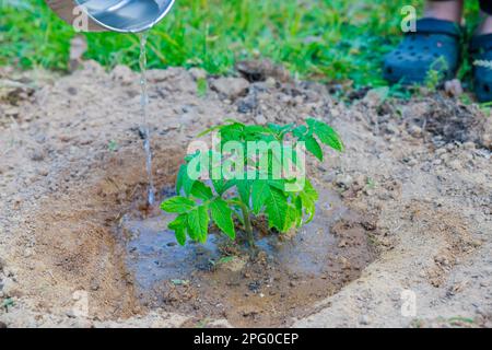 Beim Anpflanzen von Tomatensämlingen werden diese gut bewässert. Stockfoto