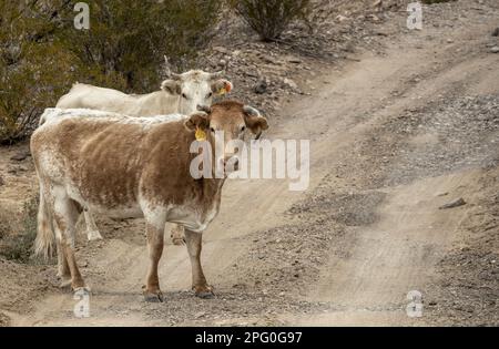Mexikanische Kühe Grasen Im Big Bend National Park Über Den Fluss Stockfoto
