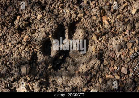 Mountain Lion Footprint im Schlamm im Guadalupe Mountains-Nationalpark Stockfoto