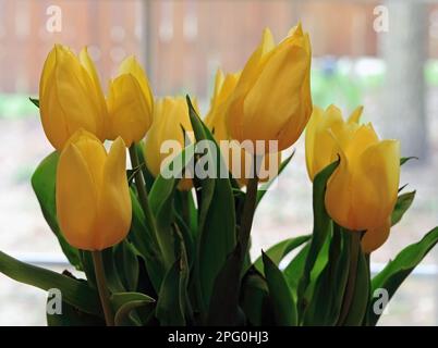 Gelbe Tulpen für ein Muttertagsgeschenk im Mai in Taylors Falls, Minnesota, USA. Stockfoto