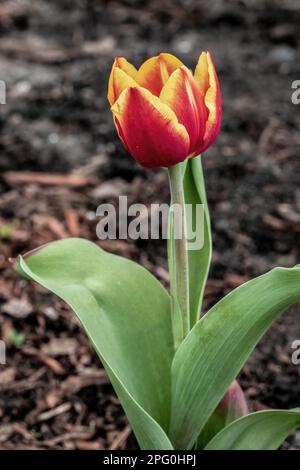 Rote und gelbe Tulpen blühen im Frühling in Taylors Falls, Minnesota, USA. Stockfoto