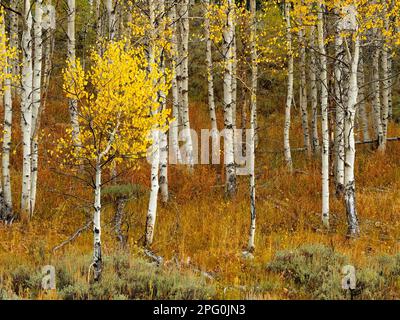 Im Herbst erstrahlt die Natur mit Aspen in voller Blüte Stockfoto