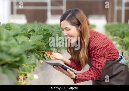 Unternehmer junge asiatische Frau prüft Erdbeeren mit Freude für die Forschung mit einem digitalen Tablet im Gewächshaus, weibliche Untersuchung von Stroh Stockfoto