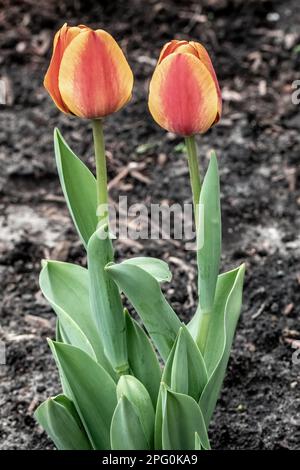 Zwei orangefarbene und gelbe Tulpenknospen blühen in einem Frühlingsgarten in Taylors Falls, Minnesota, USA. Stockfoto