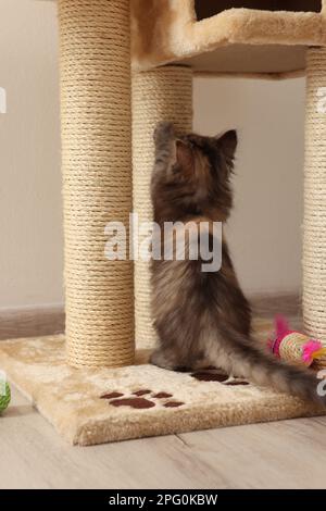 Süßes flauschiges Kätzchen, das zu Hause Katzenbäume mit Klauen schärft Stockfoto