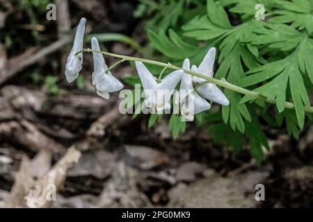 Dutchman's Hoechsen blühen im Frühling in den Wäldern in Taylors Falls, Minnesota, USA. Stockfoto