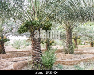Dattelpalmen mit Datteln Stockfoto