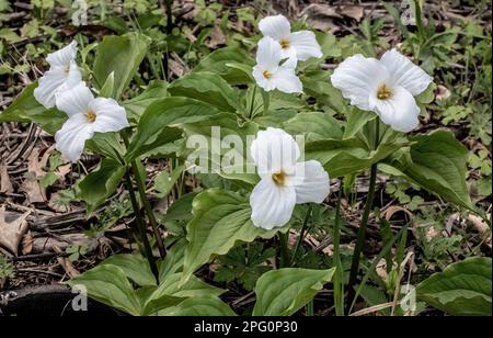 Hübsche weiße wildblumen aus trillium wachsen an einem Frühlingstag am Waldrand in Taylors Falls, Minnesota, USA. Stockfoto