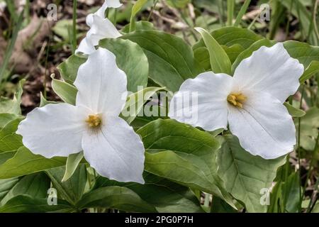 Hübsche weiße wildblumen aus trillium wachsen an einem Frühlingstag am Waldrand in Taylors Falls, Minnesota, USA. Stockfoto