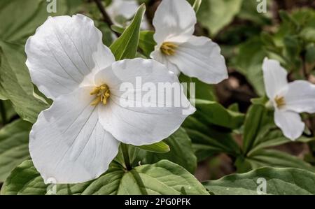 Hübsche weiße wildblumen aus trillium wachsen an einem Frühlingstag am Waldrand in Taylors Falls, Minnesota, USA. Stockfoto