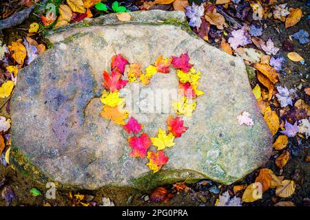 Herzform aus bunten Ahornblättern auf einem Felsen Stockfoto
