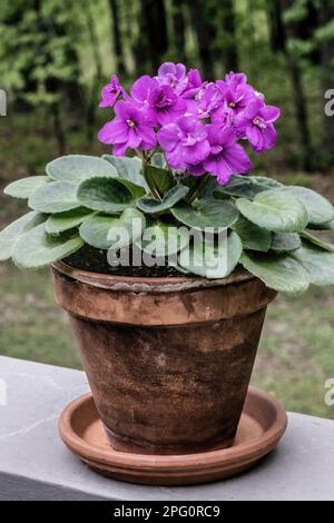 Afrikanisches Violett mit wunderschönen violetten Blüten in einem Tontopf, der an einem Frühlingsnachmittag auf dem Geländer einer Terrasse mit Wald dahinter sitzt. Stockfoto