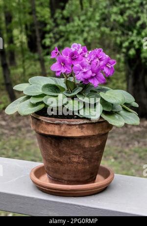 Afrikanisches Violett mit wunderschönen violetten Blüten in einem Tontopf, der an einem Frühlingsnachmittag auf dem Geländer einer Terrasse mit Wald dahinter sitzt. Stockfoto