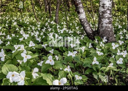 Wunderschöne weiße wildblumen aus trillium blühen an einem Frühlingsnachmittag in den Wäldern bei Taylors Falls, Minnesota, USA. Stockfoto