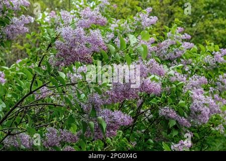 Nach einem Frühlingsregen in Taylors Falls, Minnesota, USA, blühen lila Blüten. Stockfoto