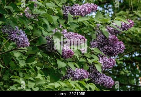 Wunderschöner lilafarbener Busch in voller Blüte an einem Frühlingsabend in St. Croix Falls, Wisconsin, USA. Stockfoto