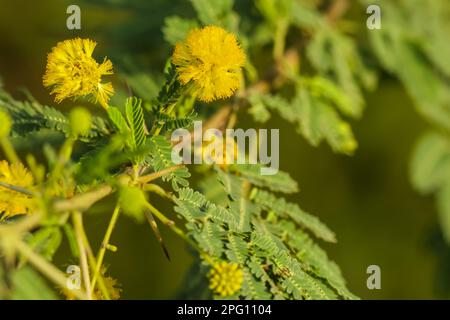 Kaugummi arabische Baumblumen-Nahaufnahme. Selektiver Fokus. Stockfoto