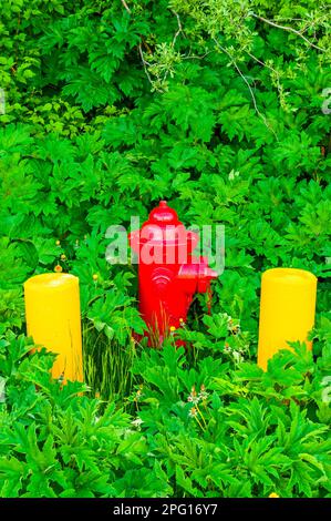 Roter Feuerhydrant zwischen zwei gelben Betonbarren, umgeben von grüner Vegetation am Mt. Edgecumbe High School auf Japonski Island bei Sitka, Alaska Stockfoto