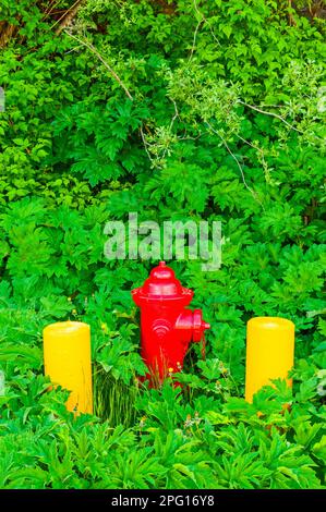 Roter Feuerhydrant zwischen zwei gelben Betonbarren, umgeben von grüner Vegetation am Mt. Edgecumbe High School auf Japonski Island bei Sitka, Alaska Stockfoto