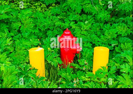 Roter Feuerhydrant zwischen zwei gelben Betonbarren, umgeben von grüner Vegetation am Mt. Edgecumbe High School auf Japonski Island bei Sitka, Alaska Stockfoto