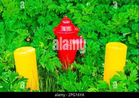 Roter Feuerhydrant zwischen zwei gelben Betonbarren, umgeben von grüner Vegetation am Mt. Edgecumbe High School auf Japonski Island bei Sitka, Alaska Stockfoto