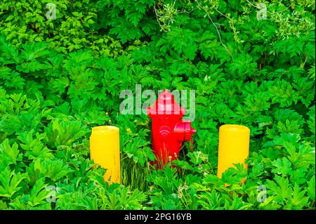 Roter Feuerhydrant zwischen zwei gelben Betonbarren, umgeben von grüner Vegetation am Mt. Edgecumbe High School auf Japonski Island bei Sitka, Alaska Stockfoto