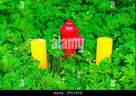 Roter Feuerhydrant zwischen zwei gelben Betonbarren, umgeben von grüner Vegetation am Mt. Edgecumbe High School auf Japonski Island bei Sitka, Alaska Stockfoto