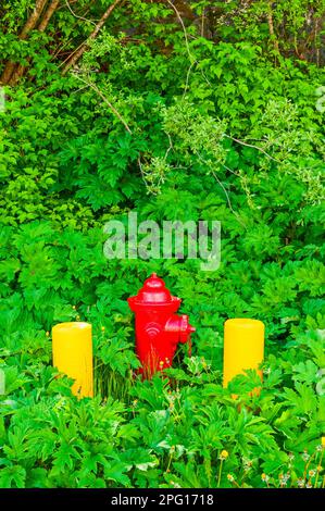 Roter Feuerhydrant zwischen zwei gelben Betonbarren, umgeben von grüner Vegetation am Mt. Edgecumbe High School auf Japonski Island bei Sitka, Alaska Stockfoto