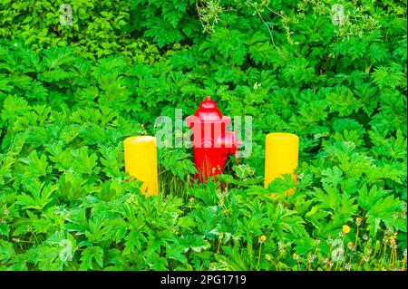 Roter Feuerhydrant zwischen zwei gelben Betonbarren, umgeben von grüner Vegetation am Mt. Edgecumbe High School auf Japonski Island bei Sitka, Alaska Stockfoto