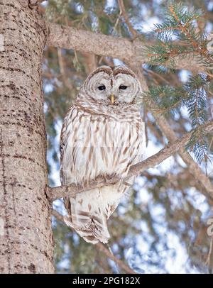 Gezerrte Eule auf einem Tannenbaum in den Wald, Quebec, Kanada Stockfoto